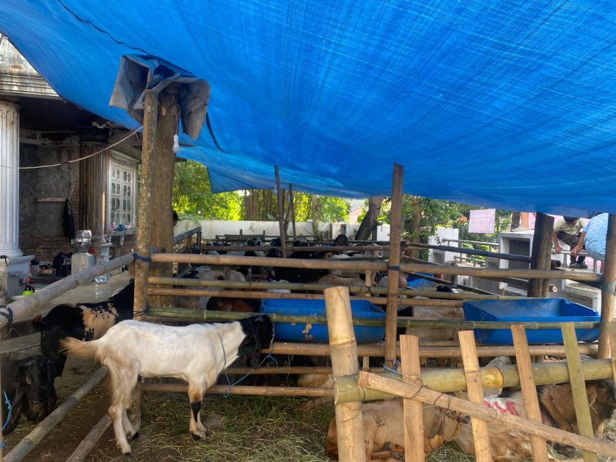  Voucher Value Hewan Qurban Kambing Rp100.000