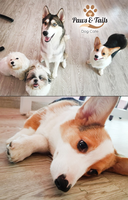 10+ Dog Cafe Gading Serpong PNG