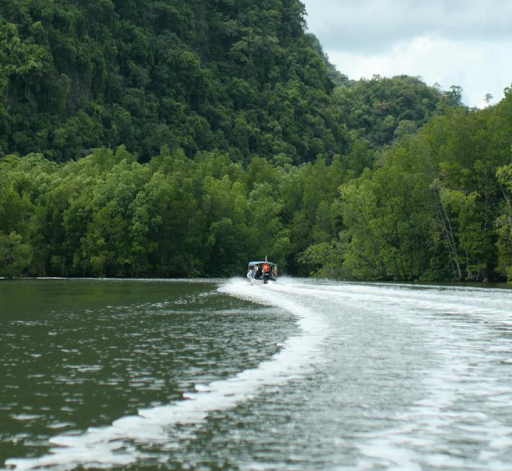  Mangrove Tour