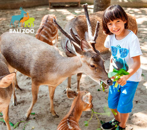Admission for Bali Zoo 02