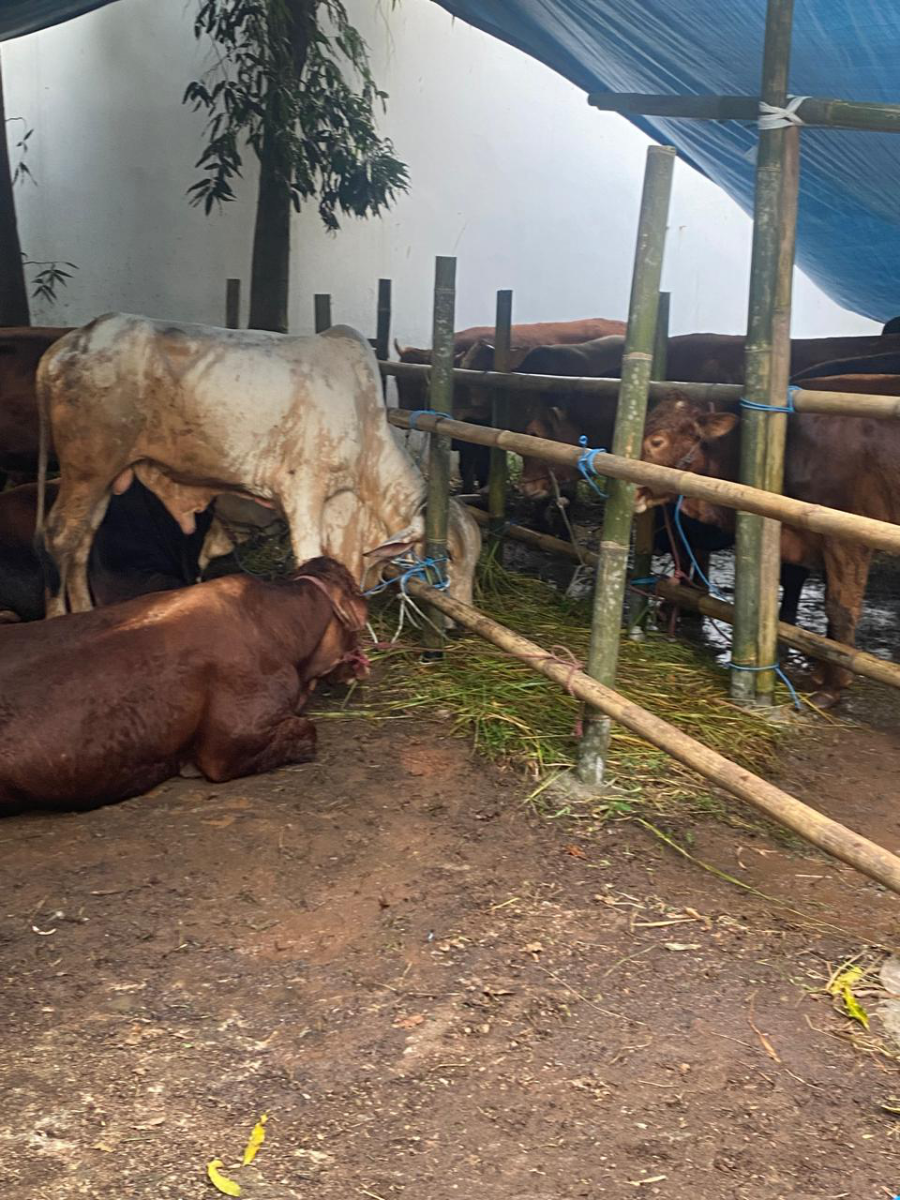  Voucher Value Hewan Qurban Rp300.000