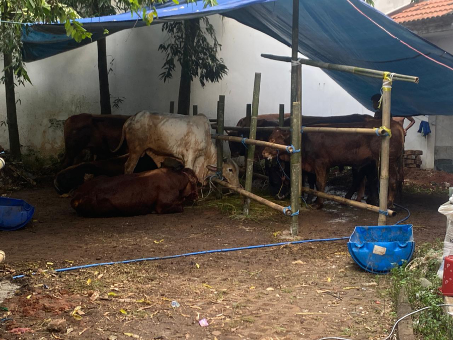  Voucher Value Hewan Qurban Rp300.000